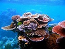 Importance of Coral Reefs – A Student’s Guide to Tropical Marine Biology