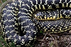 Le Plus Petit Serpent Du Monde – Univers Reptiles