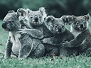 Animales típicos de Australia | Todo lo que necesitas saber