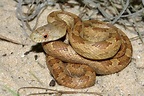 Eastern Ratsnake – Florida Snake ID Guide