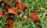 False coral snake Animal Facts - Wiki Point