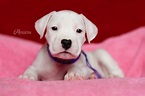 Fotos - Dogo Argentino puppies breeding