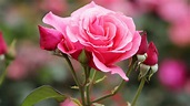 Pink Rose Flower With Buds In Blur Background 4K 5K HD Flowers ...