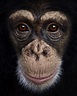 Stunning close-up animal photo portraits