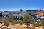 Mount of Olives, love the trees. Raised Bed Garden Design, Raised ...