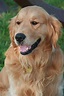 The Golden Retriever: A Guide for Owners - PetHelpful