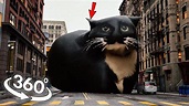 360° VR Maxwell the Cat found YOU in Real Life! - YouTube