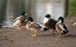 patos, Salvajes, Aves, Animales Wallpapers HD / Desktop and Mobile ...