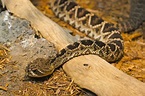 File:Eastern Diamondback Rattlesnake 3.jpg - Wikimedia Commons