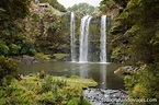 Qué ver en Whangarei: cascadas, glowworms y kauris - Fotografiando Viajes