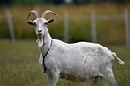 29 Fascinating & Fun Goat Facts | Pet Keen