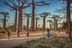 Viajes por todo el mundo: Lo mejor de Madagascar
