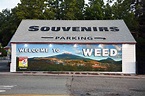 What it’s like to live in Weed, the historic Northern California ...