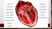Resumen: Corazón | Anatomía | Medicina UNLP | | Filadd