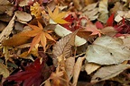 Fallen Leaves and Their Uses in the Garden - Horticulture