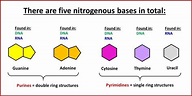 Nitrogenous Bases (Nucleic Acid monomer Nucleotide) | Nitrogenous base ...