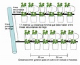 Hidroponía en tomates: dudas