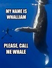 16 Whale Memes That Will Make You Laugh All Day | Funny animal jokes ...