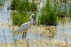 Wildlife of the Parque Nacional de Doñana on Behance