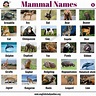 List of Mammals: 50+ Popular Mammal Names with Examples and ESL ...
