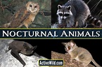 53+ Nocturnal Animals List, Pictures & Interesting Facts » Golden Spike ...