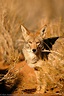 Coyote | Mojave Desert, California. | Photos by Ron Niebrugge