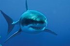 Tiburón Blanco, el incomprendido rey de los mares, El Siglo de Torreón
