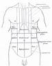 Flank (anatomy) - Wikipedia