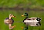 Metzer Farms Duck and Goose Blog: Mallard Ducks