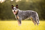A List of the Best Blue Heeler Names for Your Australian Cattle Dog - K9 Web