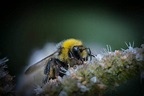 Do Bumble Bees Sting? - Beekeeping 101
