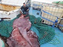 Thousands watch as scientists dissect colossal squid | Fox News