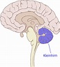Kleinhirn – 5BN-Wiki / Neue-Medizin-Wiki