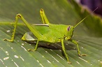 HEMBRA DE SALTAMONTES AGRIACRIS TRICRISTATA Imagen & Foto | animales ...