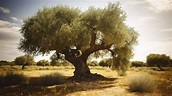 An Olive Tree Sitting On A Desertlike Field Background, Picture Of ...