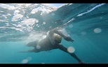 Wiersig und die Ocean's Seven: Extremschwimmen mit Haien und Quallen ...
