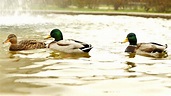 Imagen gratis: tres patos salvajes, pájaros, lago, estanque, agua