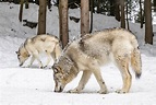 Los_lobos_de_Yelowstone_detalle lobos - eres ciencia