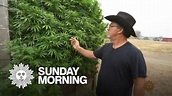 Jim Belushi, cannabis farmer - YouTube