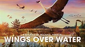 Wings Over Water OFFICIAL TRAILER - YouTube
