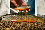 Brook trout swimbait - Hard Baits - TackleUnderground.com
