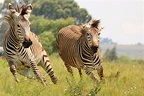 The World of Zebras. Explore the Charm of Africa's Striped Creatures.