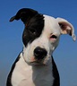 Pin by Keelia Solomon- on Pit Bulls | White pitbull puppies, Black and ...