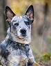 Blue Heeler Names - 200 Brilliant Ideas For Australian Cattle Dog Puppies