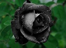生長於土耳其的神秘《黑玫瑰》花語是「 永不消失的愛」 | 宅宅新聞