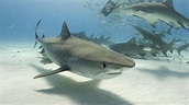 Los mejores lugares del mundo para ver tiburones