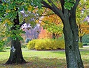 Autumn,trees,bushes,fall,autumn trees and bushes - free image from ...