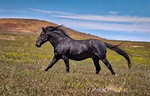BLACK BEAUTY, Black Stallion, Wild Horse Photography by Rob's Wildlife ...