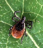 Black-legged ticks spread across 45 counties in Minnesota, 'reported ...