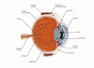 ¿Para qué sirve el iris del ojo? Definición y funciones